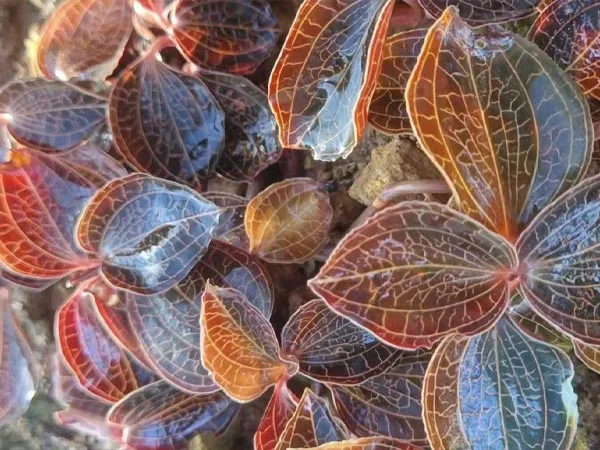 Ramuan Herba Premium Mendapat Pengiktirafan Global