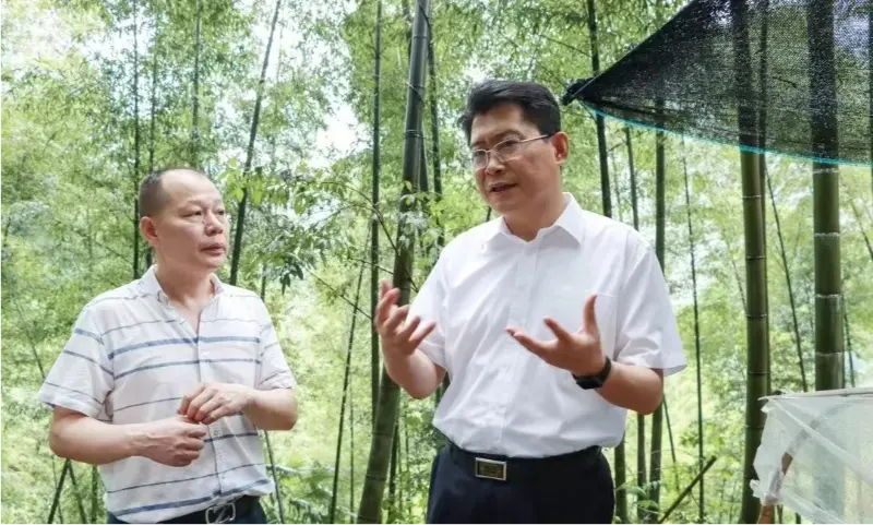 Liu Shuo, Setiausaha Jawatankuasa Parti Perbandaran Pingxiang, memeriksa pangkalan penanaman Anoectochilus