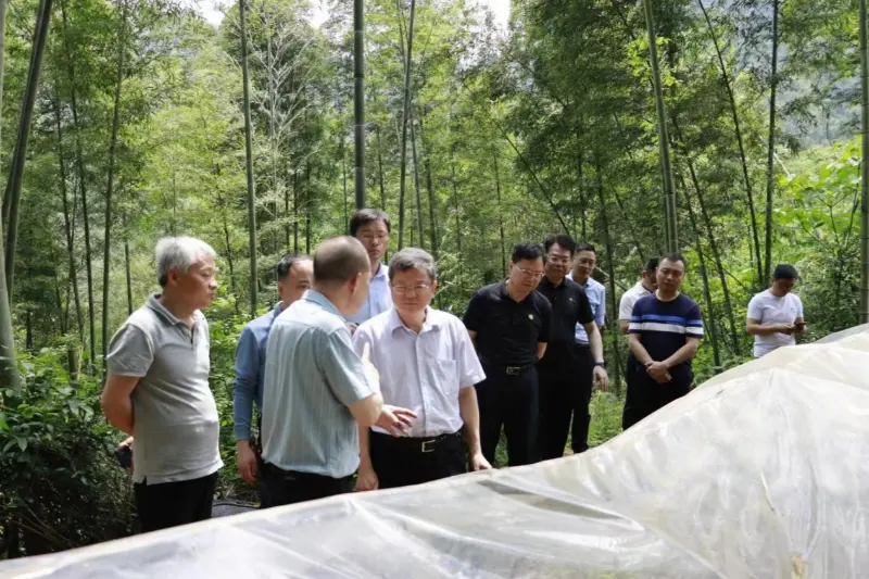 Liu Shuren, Pengarah Jabatan Pembangunan dan Pembaharuan Pentadbiran Perhutanan dan Padang Rumput Negara, menyiasat pangkalan penanaman Anxin Shibawan Anoectochilus