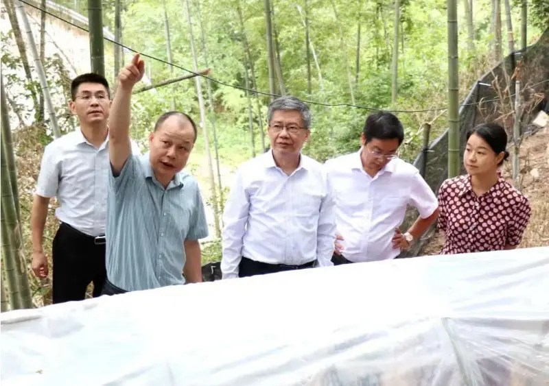 Liu Hongning, Dekan Institut Penyelidikan Lanjutan Universiti Perubatan Tradisional Cina Jiangxi dan bekas Setiausaha Parti universiti itu, mengetuai kumpulan pakar wilayah untuk pembaharuan komprehensif perubatan Cina tradisional di Jiangxi untuk menjalankan penyelidikan di pangkalan Anoectochilus kami